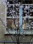 sakura.bmp
