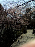 sakura2.jpg
