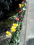 tulip.jpg